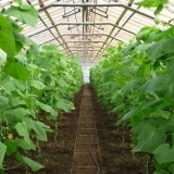 Kako mogu produžiti plodove krastavaca u stakleniku